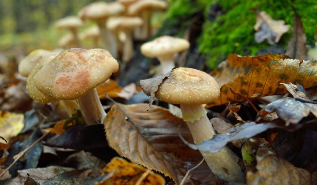 Can Ducks Eat Mushrooms? Are Mushrooms Safe for Ducks?