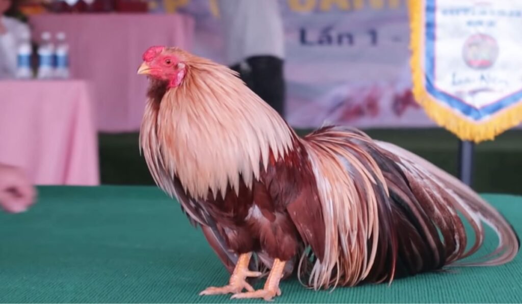 Personality of the Yokohama Chicken Breed