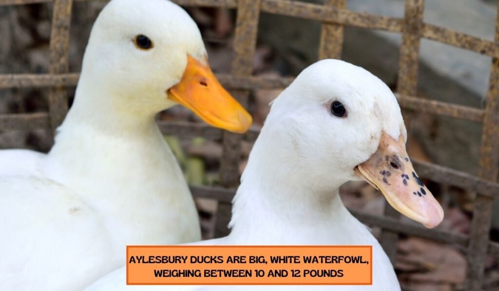 Physical Appearance of Aylesbury Duck Breed