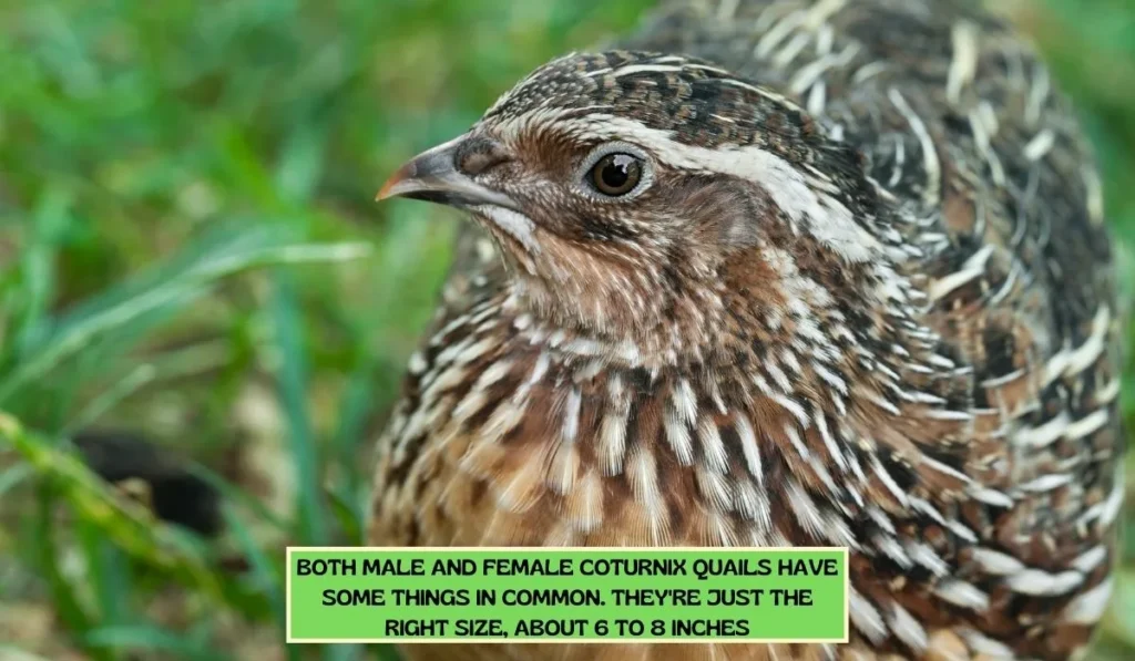 Physical Appearance of Coturnix Quail Breed