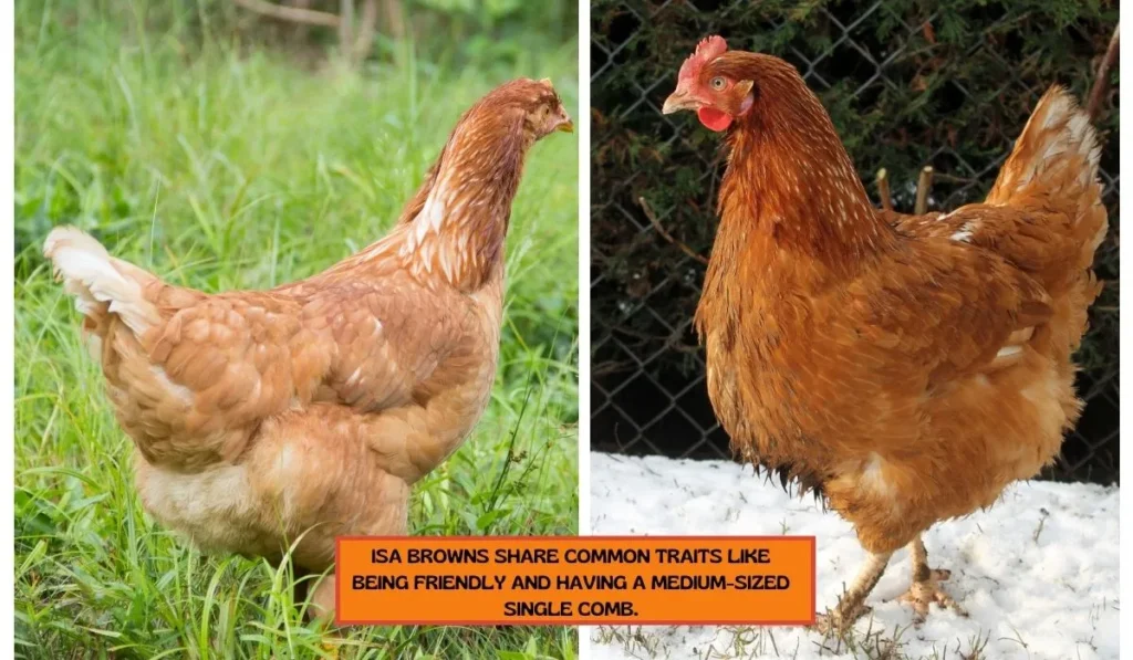 Physical Appearance of ISA Brown Chicken Breed
