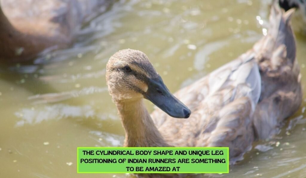 Physical Appearance of Indian Runners