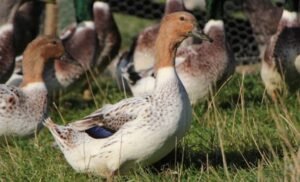 Abacot Ranger Duck Breed And Their 6 Personalities!