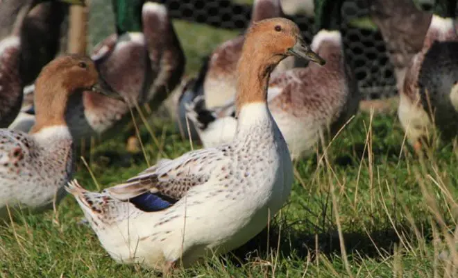 Abacot Ranger Duck Breed: Why You Should Consider Them?