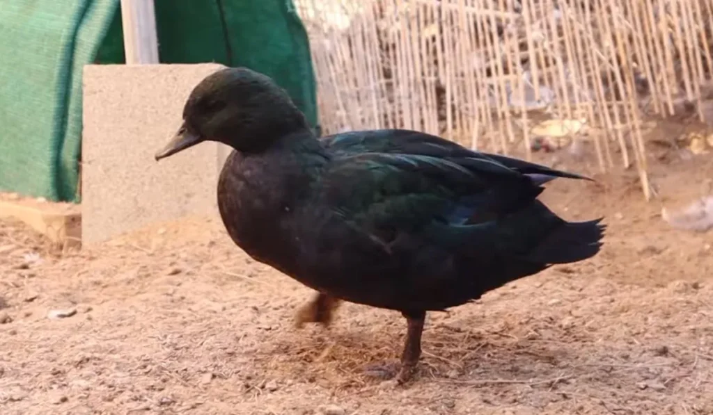 Physical Appearance of the East Indie Duck Breed