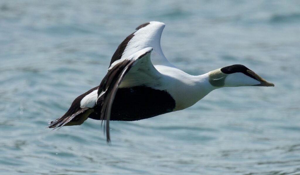 Physical Appearance of the Eider Duck Breed