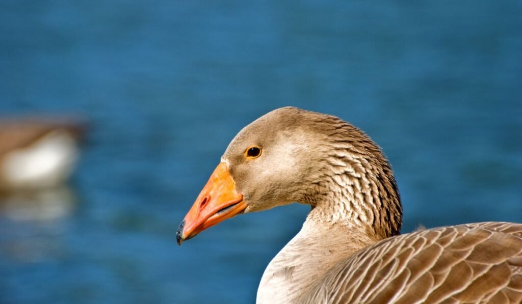 Physical Appearance of the Saxony Ducks