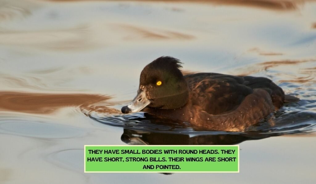 Physical Appearance of the Tufted Duck Breed
