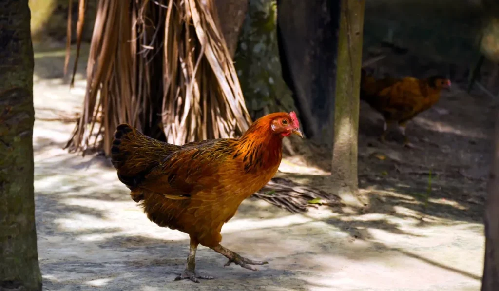 Physical Appearance of the Welsummer Chickens
