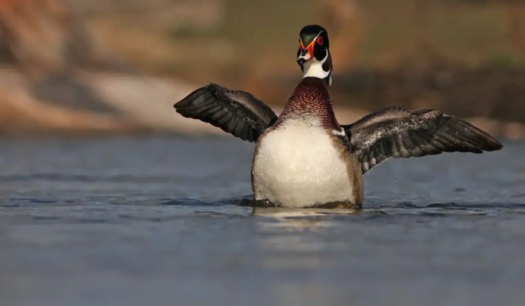 Physical Appearance of the Wood Ducks
