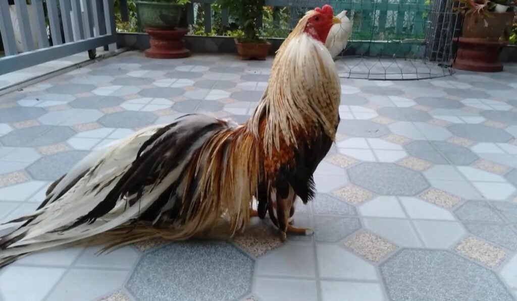 Physical Appearance of the Yokohama Chickens