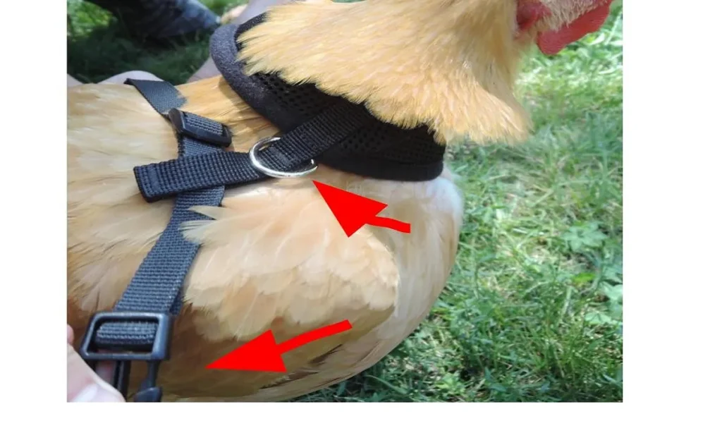 Place the large loop around the chicken's neck