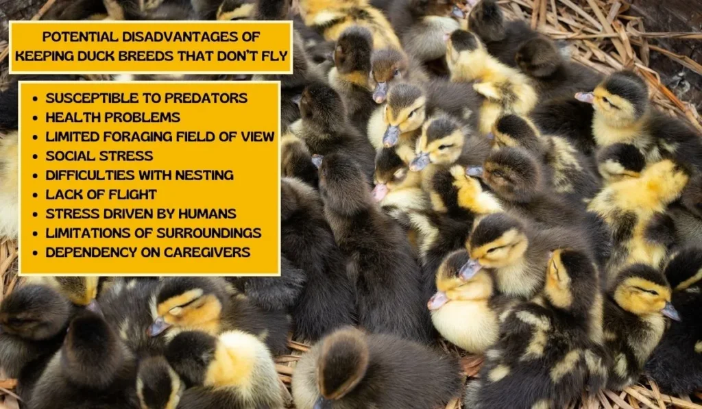 Potential Disadvantages Of Keeping Duck Breeds That Don’t Fly