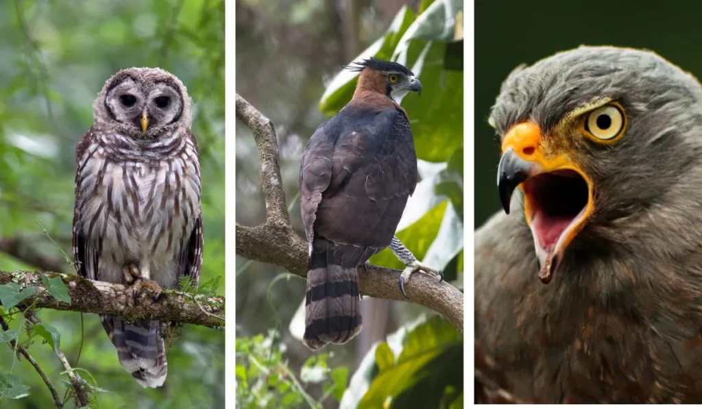 Predatory Birds