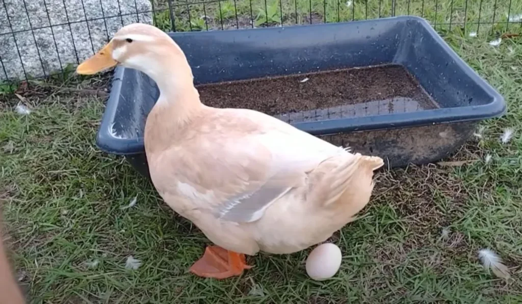 Pros And Cons of Saxony Ducks