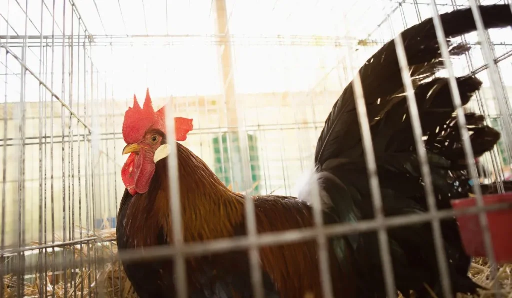 Pros And Cons of Welsummer Chickens