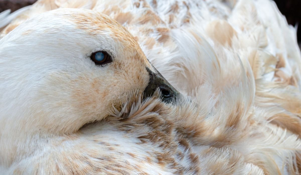 Abacot Ranger Duck Breed And Their 6 Personalities!