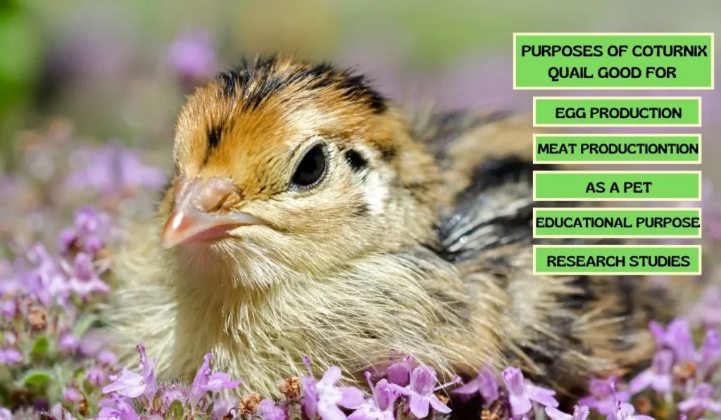 Purposes of Coturnix Quail Good for