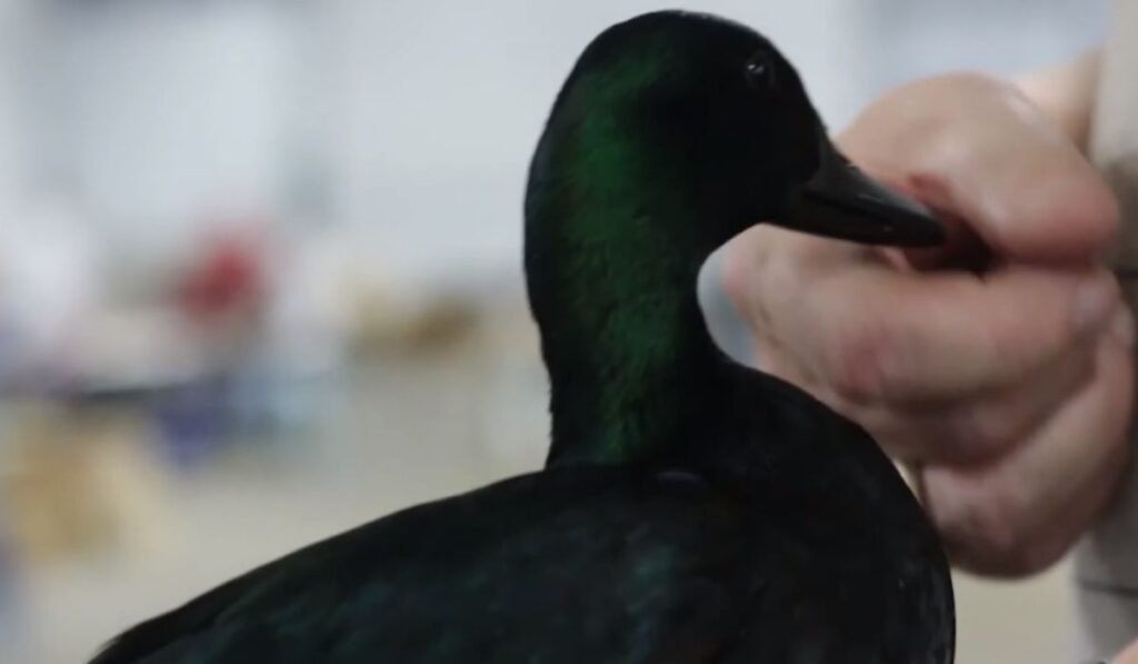 Purposes of East Indie Duck Breed