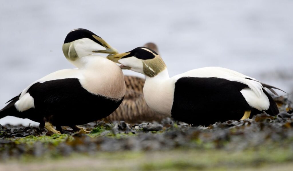 Purposes of Eider Duck Breed