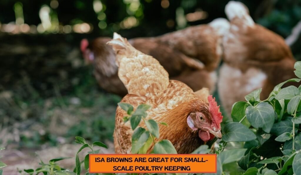 purposes of ISA Brown breed