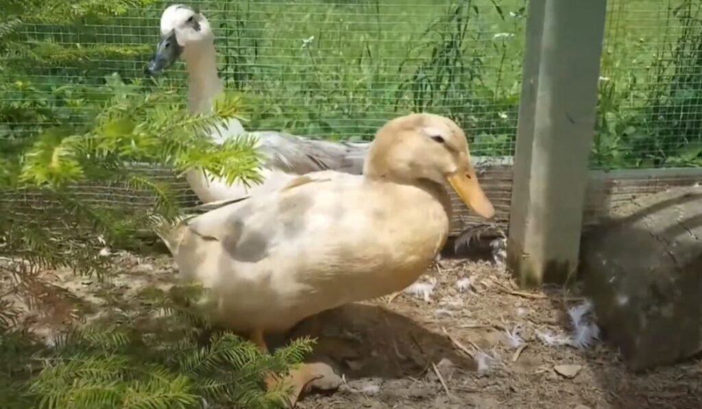 Purposes of Saxony Ducks