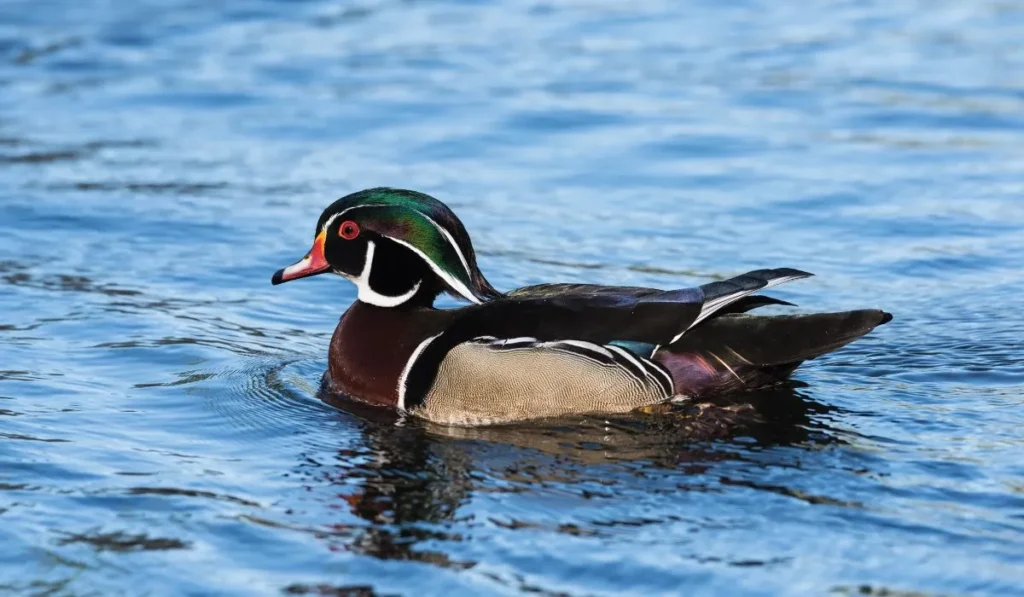 Purposes of Wood Duck Breed