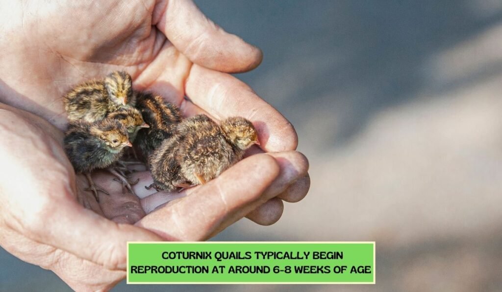 Reproduction And Breeding Of Coturnix Quail Breed