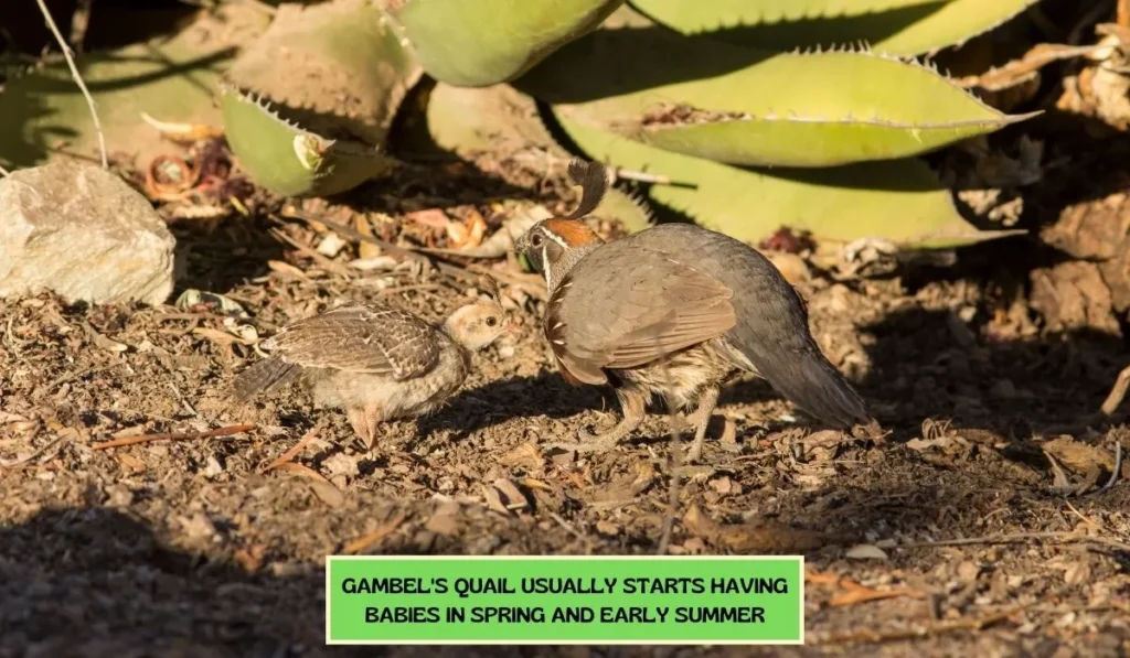 Reproduction And Breeding Of Gambel's Quail Breed