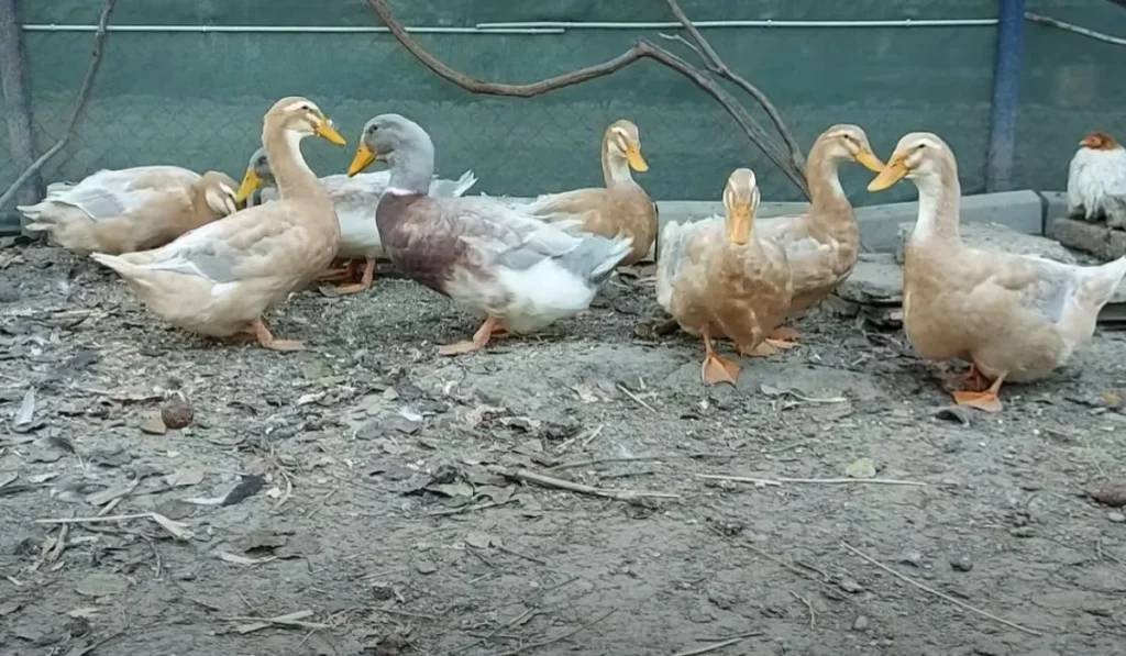 Reproduction And Breeding Of Saxony Ducks