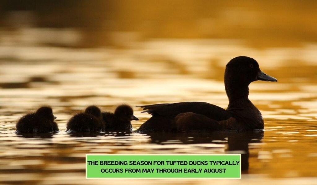 Reproduction And Breeding Of Tufted Duck Breed