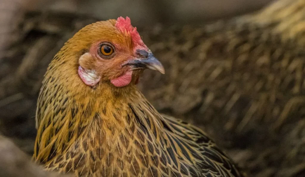 Reproduction And Breeding Of Welsummer Chickens