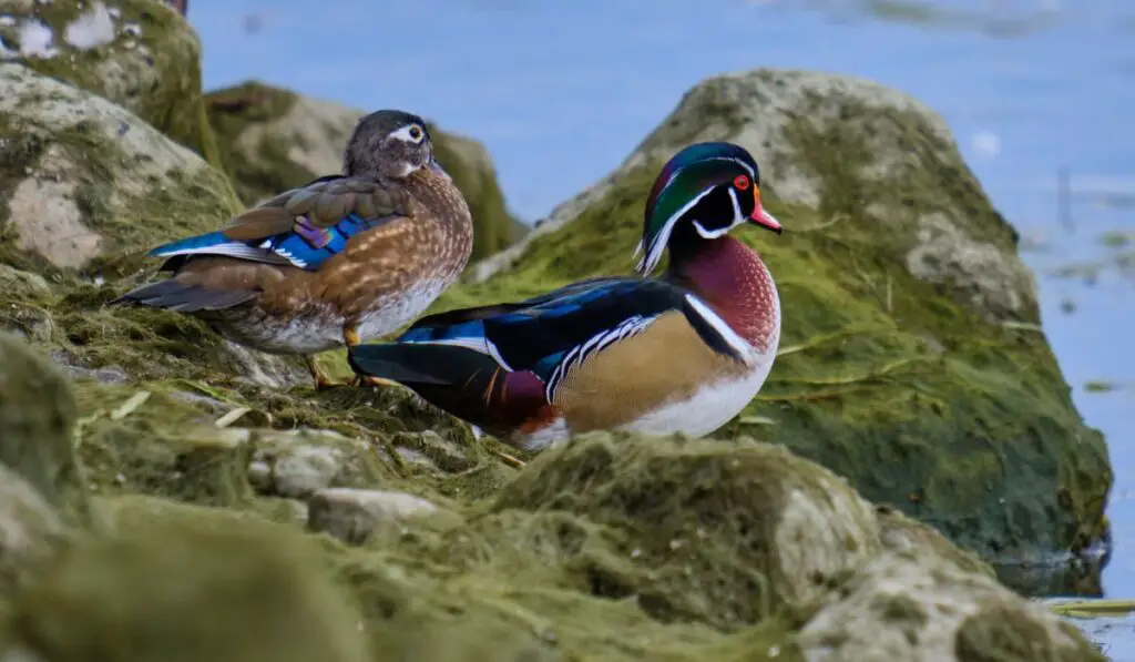 Reproduction And Breeding Of the Wood Duck Breed