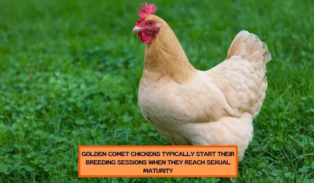 Reproduction and Breeding Of Golden Comet Chicken Breed