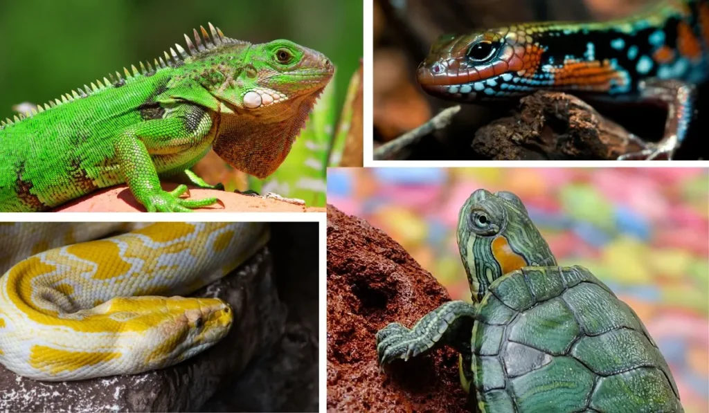 Reptiles