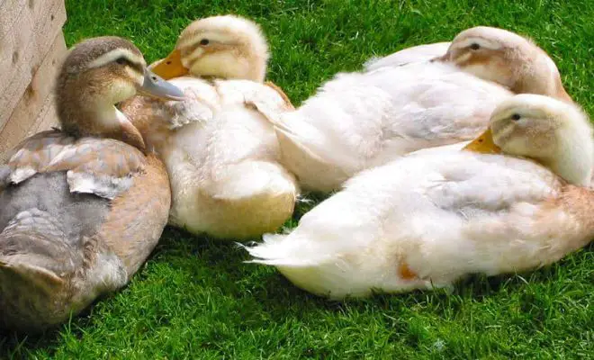 11 Small Duck Breeds For Pets – What To Consider Before Choosing?