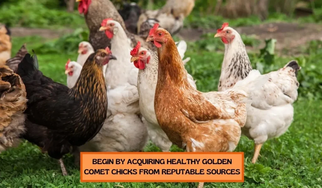 Steps to Raise Golden Comet Chicken Chicken Breed