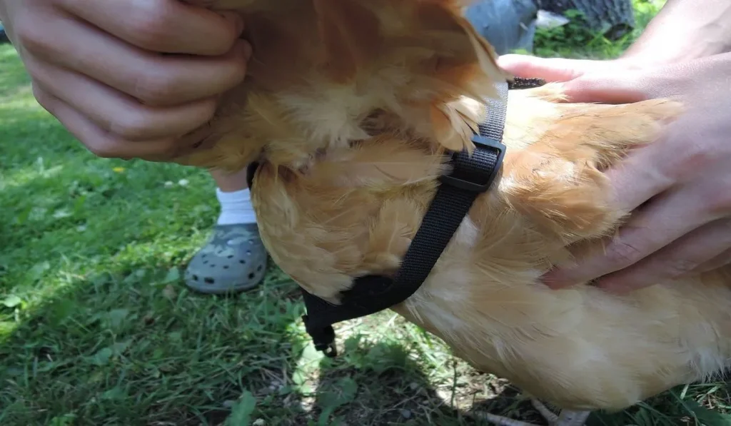 Place the large loop around the chicken's neck