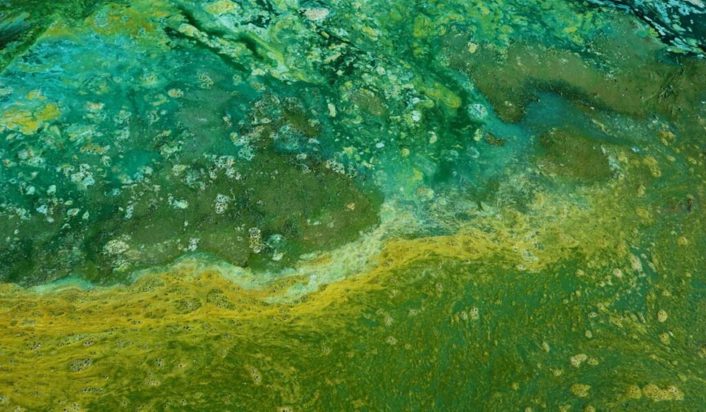 Is Algae Safe For Ducks? Not Entirely!