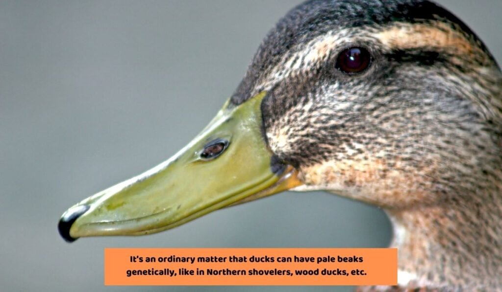 Genetically Ducks Have Pale Beaks