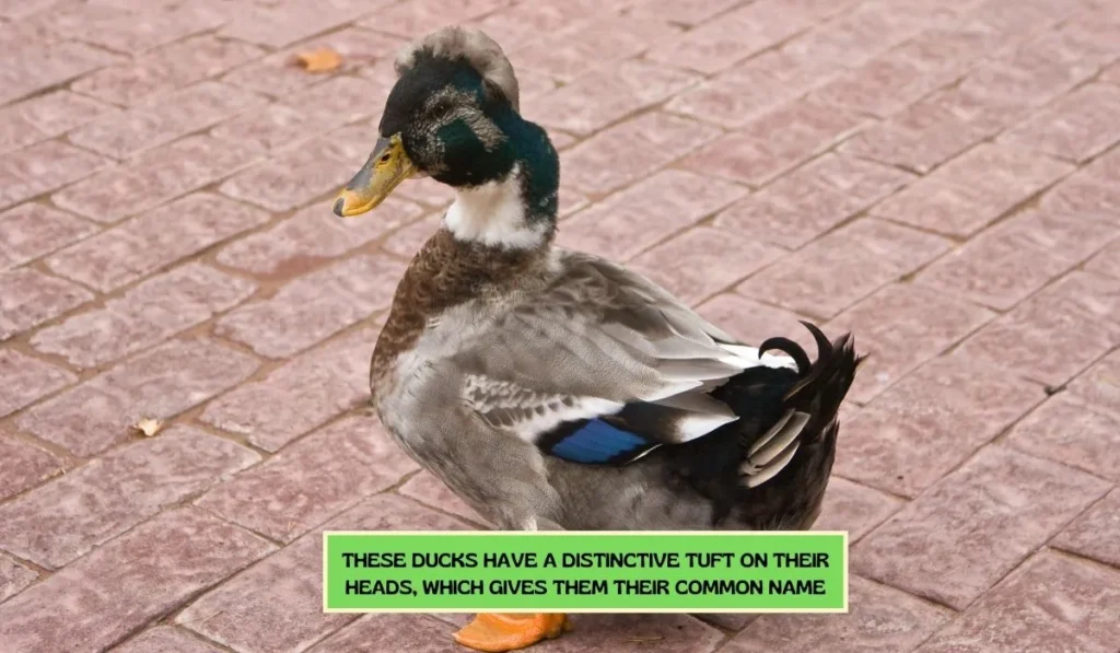 Tufted Duck Breed - A Short Profile