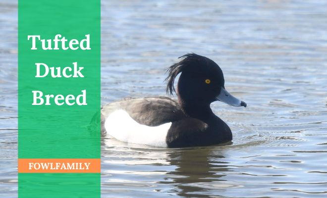 Exploring Tufted Duck Breed: A Nature’s Charms!