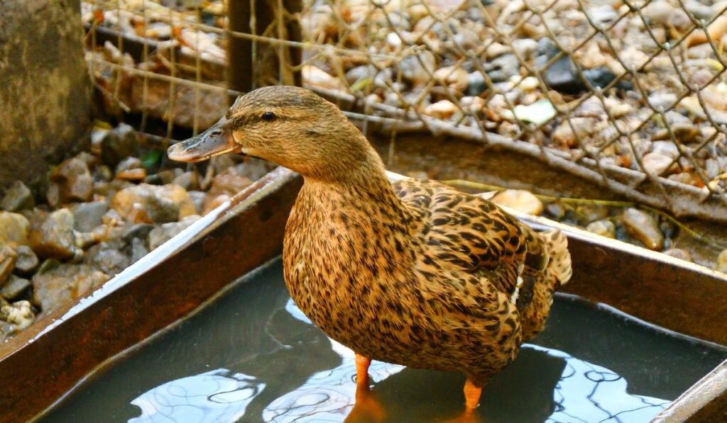 Prevent Leg Problems In Ducks: 6 Things You Can Do