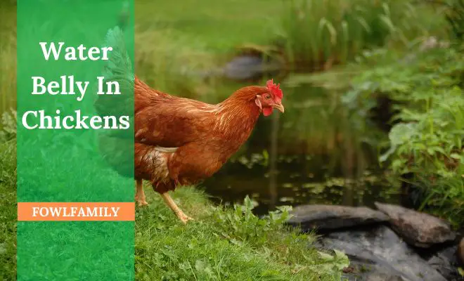 Worms In Chickens? Know The Signs & How To Treat! - FowlFamily ...