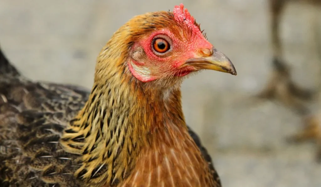 Welsummer Chicken