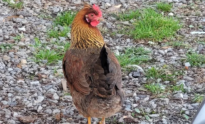 5 Reasons Why You Should Raise Welsummer Chickens!