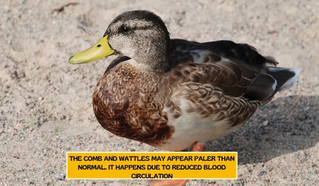 What Are the Symptoms of Water Belly in Ducks