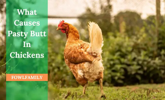 What Causes Pasty Butt In Chickens? Reasons and Treatment
