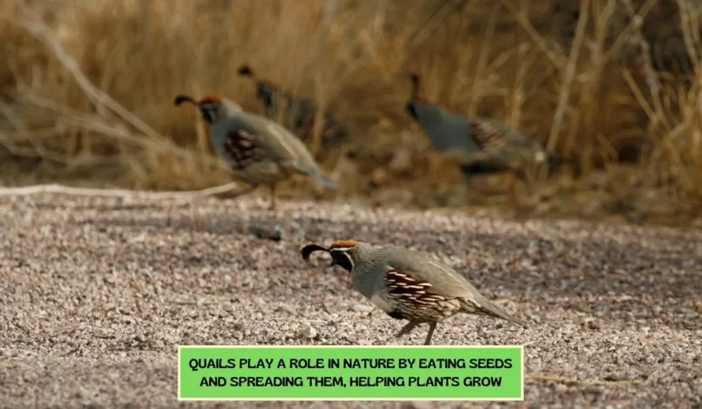 What Purpose Does Gambel's Quail Breed Serve the Best for