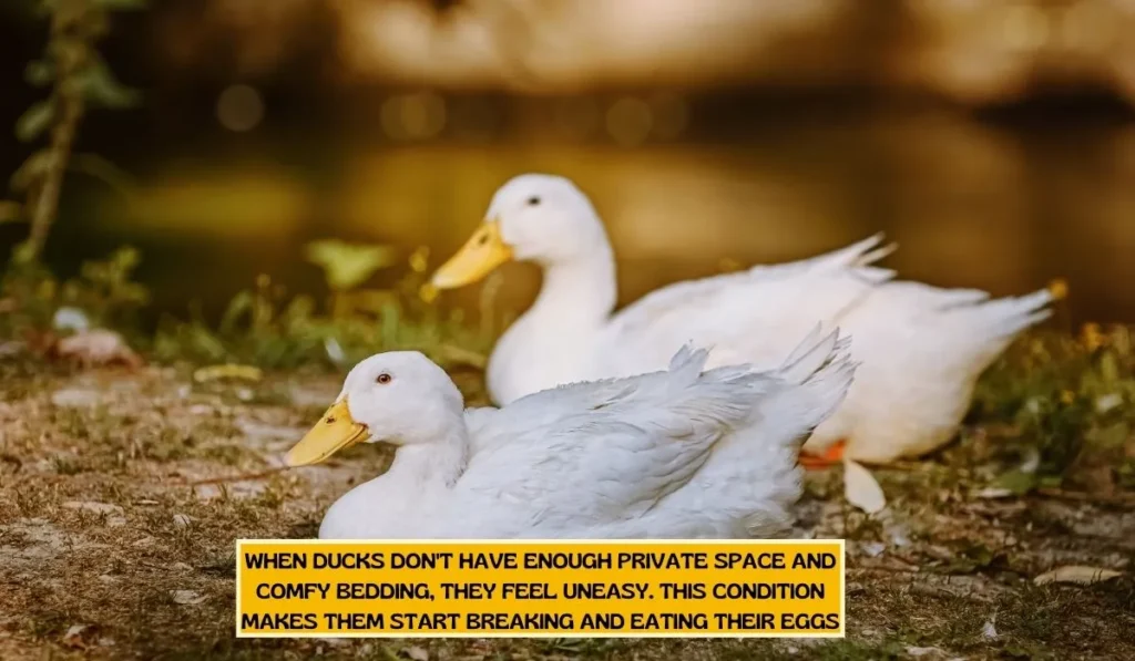 Why Do Ducks Eat Their Eggs